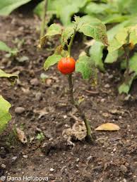 Image result for Solanum aethiopicum