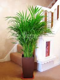 Green Home Decor That Cleans The Air Top Eco Friendly House Plants Plant Decor Indoor House Plants Indoor Bamboo Palm Indoor
