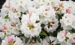 Rhododendron Nestucca Nestucca Rhododendron Nestucca Azalea Evergreen Azalea Midseason Azalea White Azal Rhododendron Azaleas White Flowering Shrubs