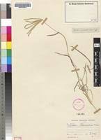 Image result for Cynodon incompletus