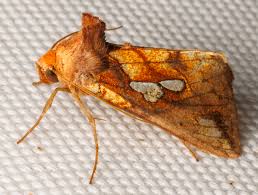 Image result for Plusia putnami