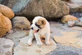 Central asian shepherd dog puppy. Pin On Central Asian Shepherd