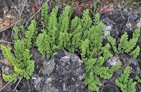 Image result for Woodsiaceae