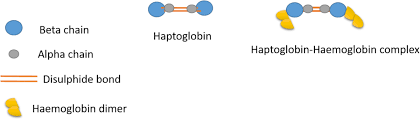 Image result for Haptoglobin