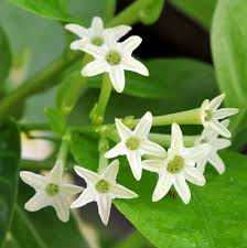 Image result for Cestrum nocturnum