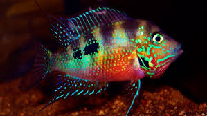 Image result for Smithia elliotii