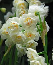 Narcissus Bridal Crown Fragrant Bridal Crown Was Introduced In The Mid 1940s This Award Winning Double Narcissus Has M Bulb Flowers Narcissus Flower Narcissus