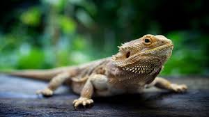 Share motivational and inspirational quotes about reptiles. Caring For Reptiles Pet Health Insurance Tips