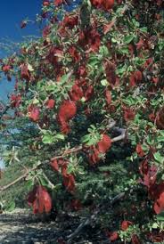 Image result for Terminalia randii