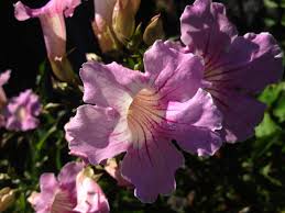 Image result for Podranea brycei