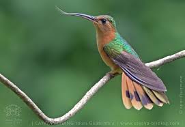 Image result for Lagenaria rufa