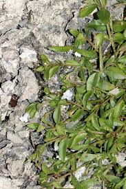 Image result for Lindernia monroi