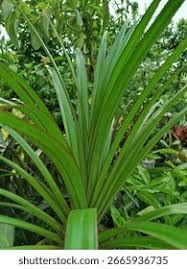 Image result for Pandanaceae