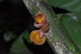 Image result for Uvariodendron