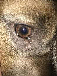 I Noticed My 2yr Old Stafforshire Terrier Has This Small White Bump Near The Corner Of His Eye It S Not Bothering Him And There Is No Petcoach