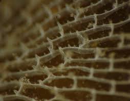 Image result for Isoglossa membranacea