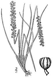 Image result for Triglochin striata