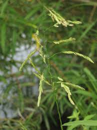 Image result for Leersia