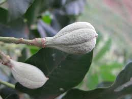 Image result for Trichilia prieuriana