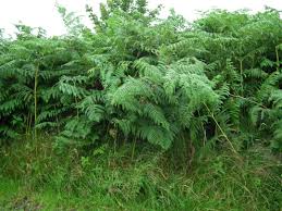 Make sure you dig deep to get all the roots. Bracken Control Composting Bracken Cancer Risks