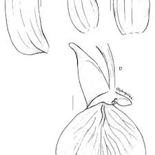 Image result for Brachycorythis buchananii