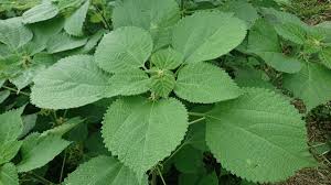 Image result for Boehmeria nivea