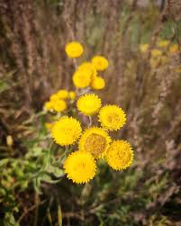 Image result for Helichrysum cooperi