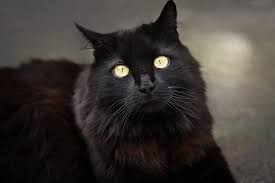 1 magical male cat names. 300 Mystical Cat Names For Your Magical Kitten Petpress