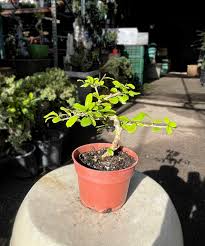 15cm Fukien Tea Tree in Plastic Grower Pot