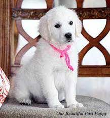 This enclosure has access to outside, creating a natural, normal progression to potty training. White Golden Retriever Puppies Akc Certified Nj Ny Pa Ct Ma Md De Ri Tx Ca Az Fl