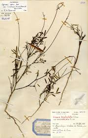 Image result for Agelanthus sansibarensis