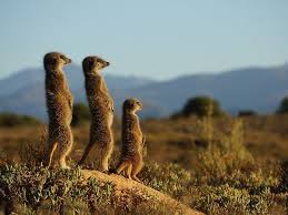 Classic Kyoto Nat Geo Photo Of The Day Animals Meerkat Animals Wild