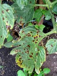Image result for tomato seedling early blight