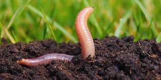The Economic Benefits and Value of Earthworms According to IPB University  Experts - IPB University