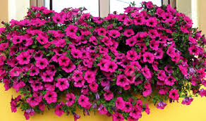 Surfinia® petunias are grown from cuttings and are perfectly trailing and rain resistant. Surfinia On The Windowsill Stock Photo Picture And Royalty Free Image Image 10249032
