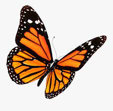 Download free butterflies png images. Flying Butterflies Png Transparent Image Transparent Background Butterfly Png Free Transparent Clipart Clipartkey