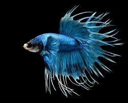 crowntail betta care guide lifespan facts and