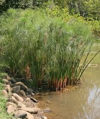 Image result for Cyperus papyrus