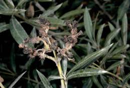 Image result for pseudomonas savastanoi pv nerii oleander symptoms