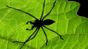 Die reaktionen im netz fallen unterschiedlich aus. Ammen Dornfinger Spinne Giftige Spinne Breitet Sich In Deutschland Aus Wissen Stuttgarter Nachrichten