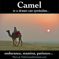 Dreaming of walking on a camel, symbolizing travel, indicates that you will travel far. Pin On Dreams