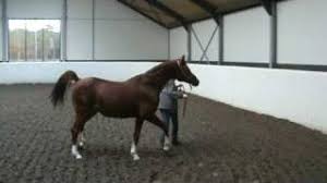Check spelling or type a new query. Padrons Psyche In Belgium Youtube