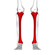 Following are two conditions that are sometimes mistakenly diagnosed as shin splints. Shin Splints Wikipedia