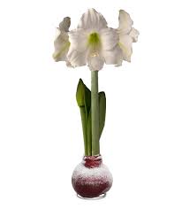 Check spelling or type a new query. Waxz Bulb Self Contained Amaryllis Flower Gift Bordeaux Bulb With White Flower Plowhearth