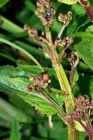 Image result for Diclis ovata