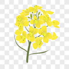 Its size is 2.60 mb and you can easily and free download it from this link: Cartoon Handpainted Yellow Red Flowers Png Images With Transparent Background Free Download On Lovepik Com