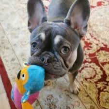 Petland fort myers florida has french bulldog puppies for sale! 5 Best French Bulldog Rescues In Florida 2021 We Love Doodles