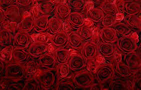 Red Rose Flower Wall Panel 40cm X 60cm Floral Backdrop Perfect For The Diy Bride Photobooth Backdr Red Roses Wallpaper Red Roses Background Rose Wallpaper