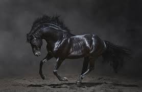 The brown tips look like sun bleaching. Black Horse The Dark Background Beauty Mane Black Horse Hd Wallpaper Wallpaperbetter