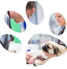 #pets #vetinsarasota #vetinbradenton #lakewoodranchvet #horsedentist. About All Pets Clinic Lakewood Ranch